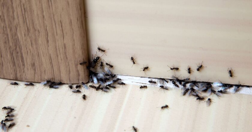Get rid of ants with cheap mixture of household items – ‘they try to avoid it’