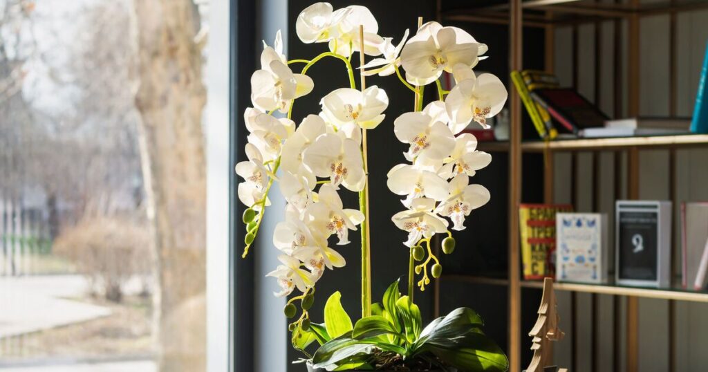 Help your orchid thrive – three tips shared by plant enthusiast ...