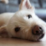 Three signs your dog might be feeling stressed out and when to see vet