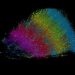 Un millimètre cube de cerveau humain, 150 millions de synapses