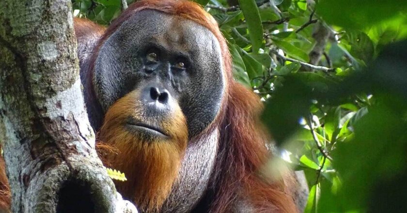 Wild orangutan in Indonesia appears to use medicinal plants to disinfect wound: ‘Likely self-medication’