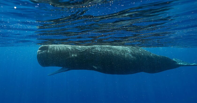 Basic building blocks of sperm whale language have been uncovered: Scientists