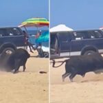 Raging bull attacks woman on Mexican beach as tourists scream in horror