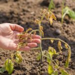 Revive your garden after heat damage with one key ingredient