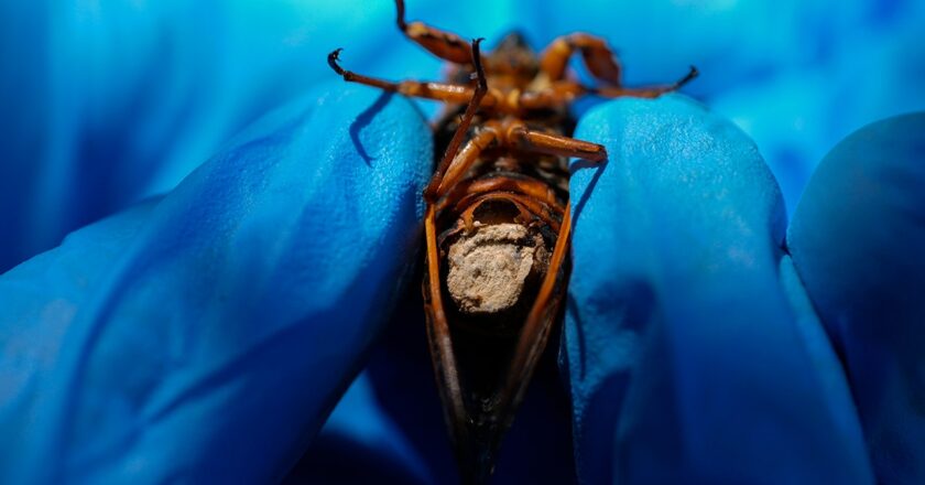 Hypersexual ‘zombie’ cicadas infected with parasitic fungus being collected by scientists