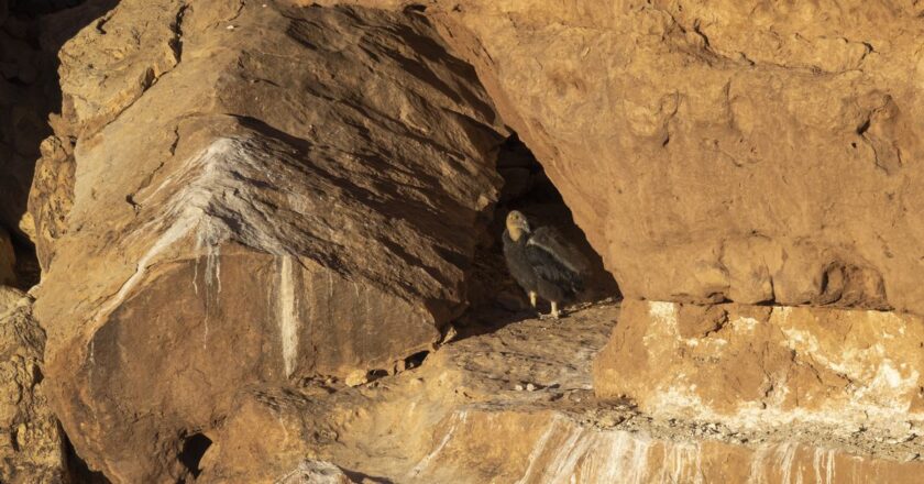 Zoo hatches record number of condor chicks to release into the wild