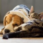 Pet insurance warning – five things you need to know about cover | Personal Finance | Finance