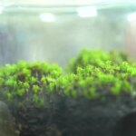 Colonies on Mars could be sustained by this desert moss, Chinese study shows
