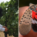 California winegrowers on edge as lanternfly pest could ‘devastate’ the industry
