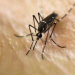 Dengue fever alert issued in Florida Keys after confirmed cases