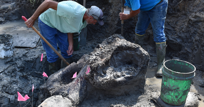 Iowa archaeologists unearth 13,000-year-old mastodon skull