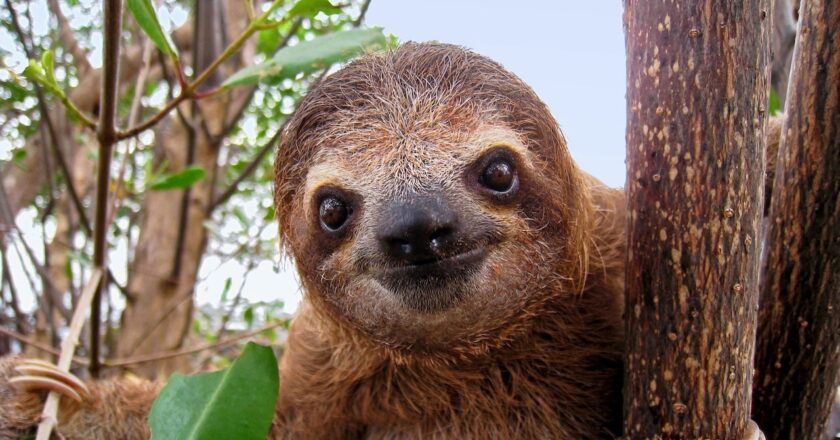 ‘Sloth fever,’ or the Oropouche virus, has entered the US from Cuba — here’s what to know