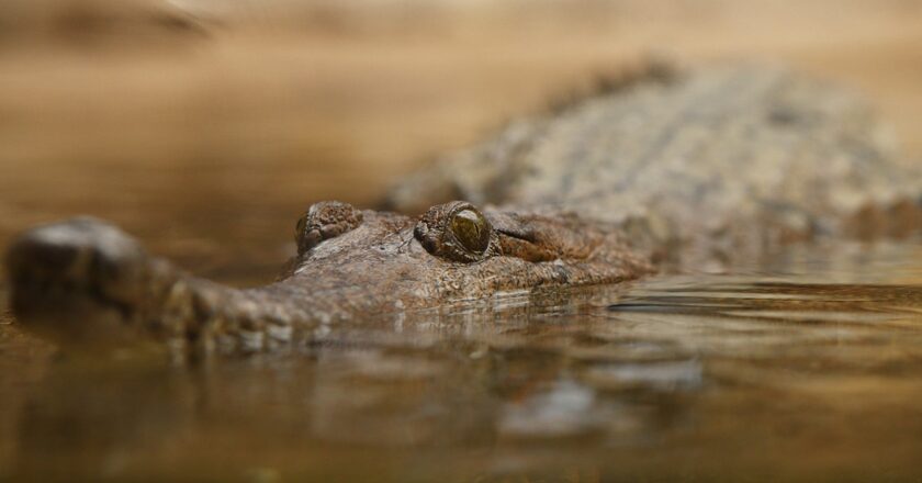 Crocodiles baited with ‘nausea-inducing chemical’ to prevent them from eating toxic, invasive toad