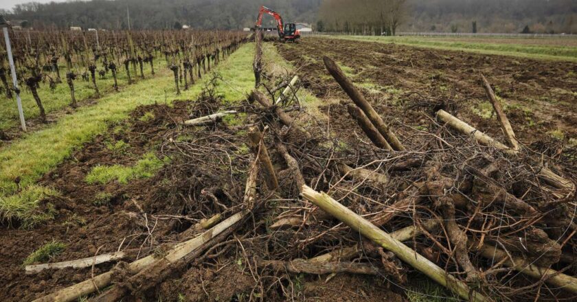La chute de consommation de vin redessine le paysage viticole français