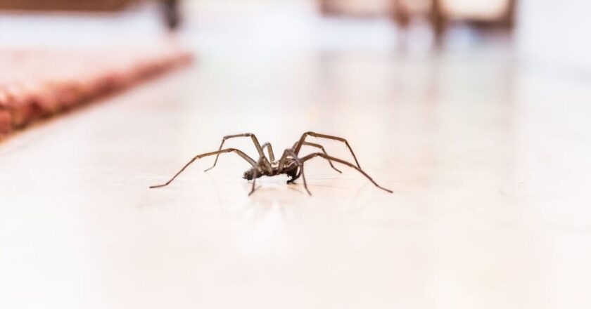 Keep spiders away using old wives’ tale hack