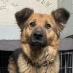 Dog who desperately needs a home has had zero adoption applications