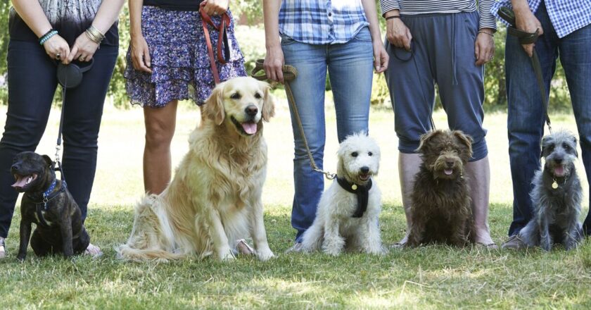 ‘I’m a dog trainer and there are 3 breeds I would never personally own’