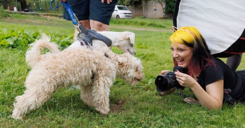 Rescue shelter hosts photoshoot for dogs to find homes