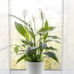 Peace lilies ‘explode with flowers’ if watered with this cupboard item