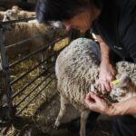 une accumulation de maladies inédite et inquiétante pour le bétail en France