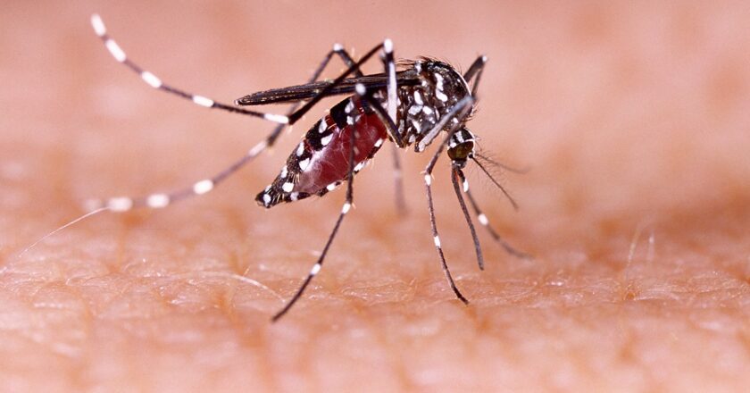 Dengue fever symptoms seen in Los Angeles County from local mosquito bites