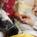 Pint-sized ponies in the U.K. bring joy to those in care homes, other locations