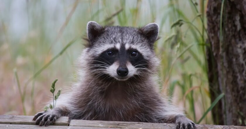 Raccoon roundworm infections reported in Los Angeles County, health officials warn