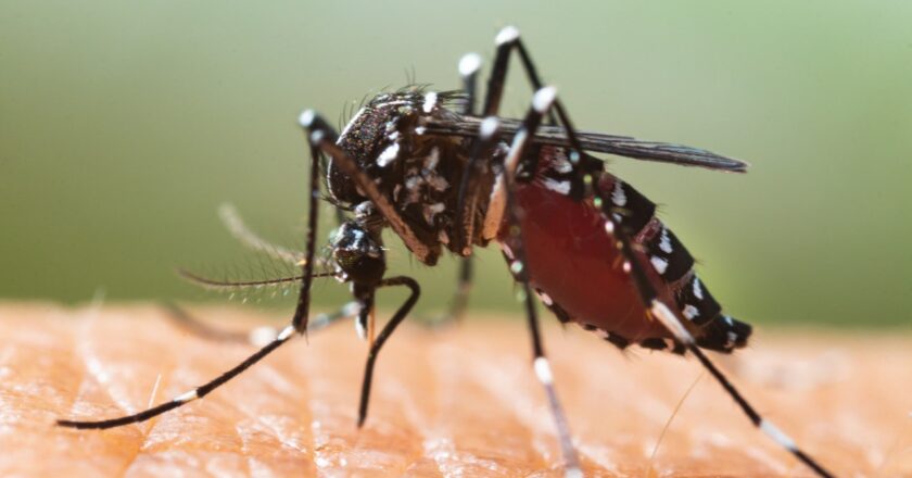 What is EEE, the mosquito-borne disease that killed a New Hampshire man?