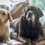 Dog trainer recommends 3 big dog breeds – easy to train