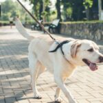 Stop dogs pulling on the lead forever – 3 steps