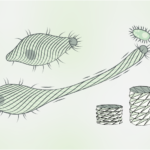 L’unicellulaire qui multiplie sa taille par 30 grâce à une structure façon origami