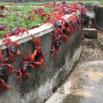 How you can see the annual red crab migration at Christmas Island National Park