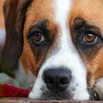 Dog expert on 8 ‘subtle signs’ of dog anxiety and how to calm your pooch