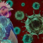 Bird flu surges in these US states with reports of new outbreaks