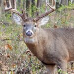 Multiple hunters suffer heart attacks while dragging heavy deer