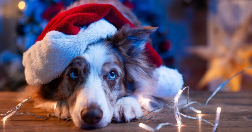 Expert warns that seasonal favourites can be ‘dangerous’ for dogs