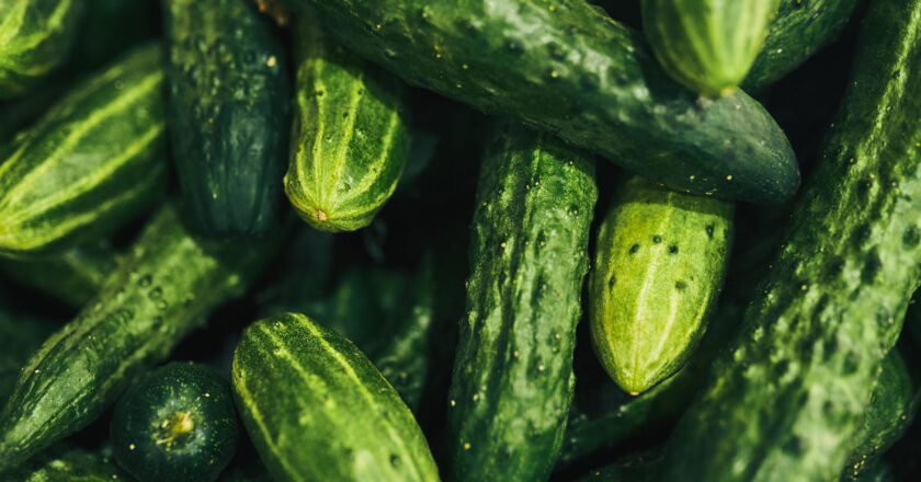 Cucumbers from 3 companies recalled as salmonella sickens 68 people in 19 states