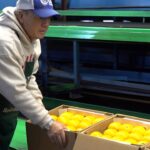 Florida citrus production impacted by recent hurricanes after damage to farms