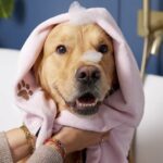 Brits spend £17.8bn a year pampering their pets, study finds