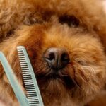 Fluffy dog goes to groomers but returns looking so different | Weird | News