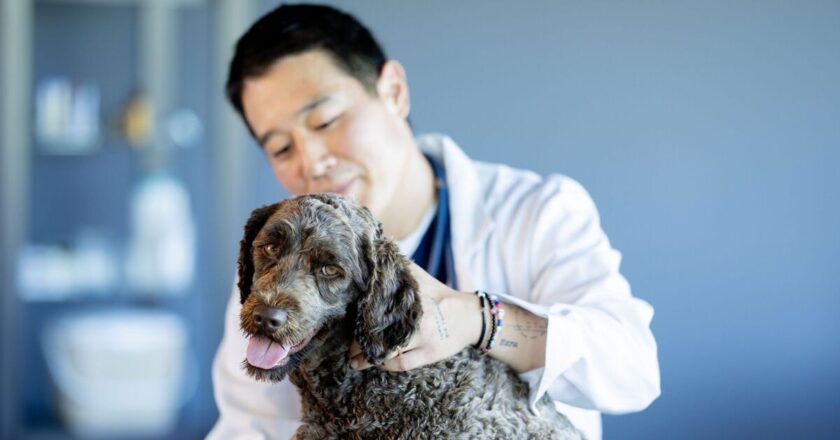 Vet shares five mistakes dog owners make that he avoids