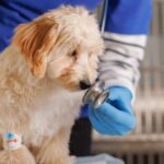 Vet’s ‘biggest pet peeve’ about dog owners – it’s not what you think