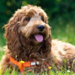 The UK’s 10 most popular dog breeds that proves key trend – full list