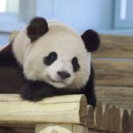 DC’s new pandas to go on display. The zoo’s panda program has had a major backer