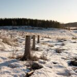 En Suède, un rapport sur la gestion des forêts de l’Eglise met le feu aux poudres