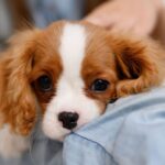 ‘I’m a vet – these common behaviours could be hurting your dog’s feelings’