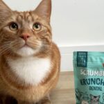 Cat owners buy £2 biscuits ‘fussy’ pets enjoy to help fight disease