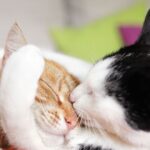 Three cat breeds known to be most affectionate to owners