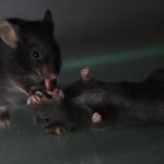 La leçon de secourisme des souris de laboratoire