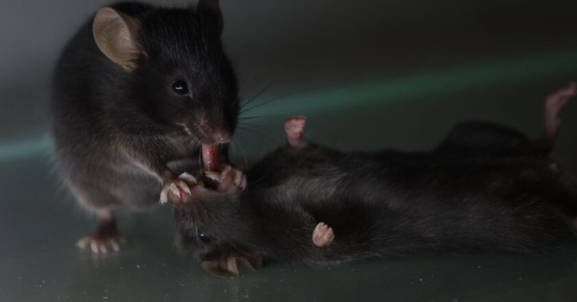 La leçon de secourisme des souris de laboratoire